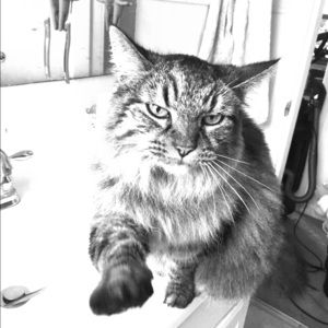 Meet your Posher, Faye